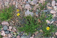 Scorzoneroides autumnalis