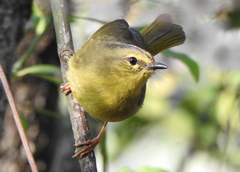 Myiothlypis bivittata