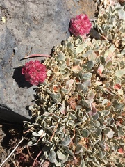 Eriogonum ovalifolium rubidum