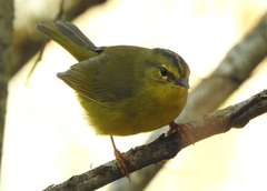 Myiothlypis bivittata