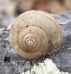 Helminthoglypta