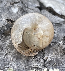 Helminthoglypta