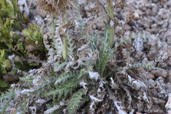 Cirsium scopulorum