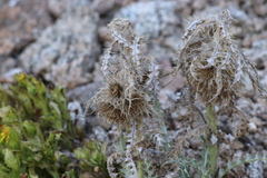 Cirsium scopulorum