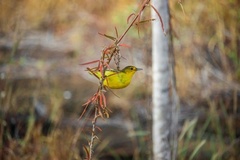 Setophaga petechia aureola