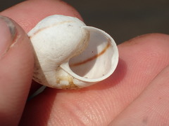 Helminthoglypta mailliardi