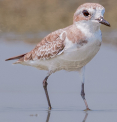 Charadrius leschenaultii