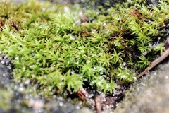Vinealobryum vineale