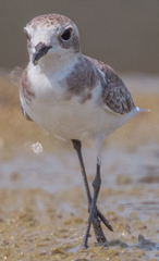 Charadrius mongolus