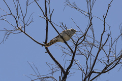 Chrysococcyx basalis