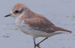 Charadrius mongolus