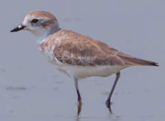 Charadrius mongolus