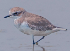 Charadrius mongolus