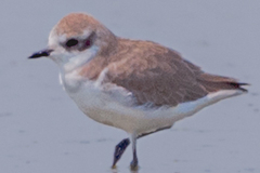Charadrius mongolus