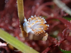 Apata pricei