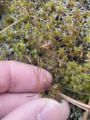 Syntrichia ruralis