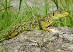 Timon lepidus lepidus