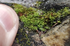 Vinealobryum vineale