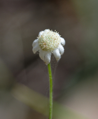 Actinotus minor