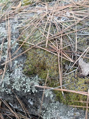 Syntrichia ruralis
