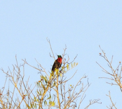 Chalcomitra senegalensis