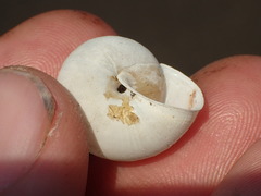 Helminthoglypta mailliardi