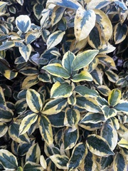 Ligustrum ovalifolium