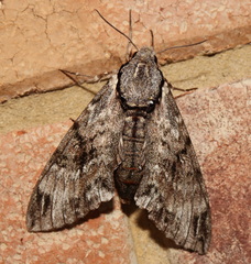 Psilogramma casuarinae