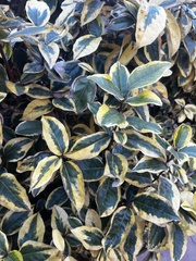Ligustrum ovalifolium