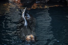 Arctocephalus galapagoensis