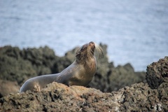 Arctocephalus galapagoensis