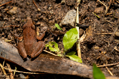 Eleutherodactylus johnstonei