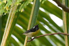 Coereba flaveola bartholemica