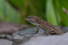Anolis cristatellus