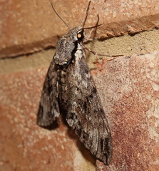 Psilogramma casuarinae