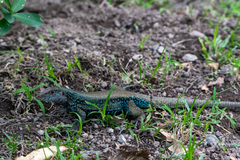 Pholidoscelis fuscatus