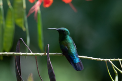 Eulampis holosericeus