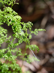 Lindsaea microphylla