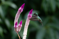 Orthorhyncus cristatus