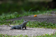 Pholidoscelis fuscatus