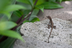 Anolis cristatellus