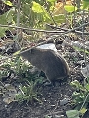 Rodentia