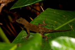 Anolis cristatellus