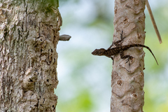 Anolis cristatellus
