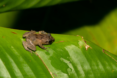 Eleutherodactylus johnstonei