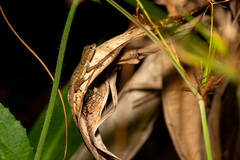 Anolis cristatellus