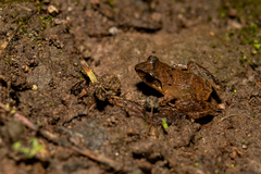 Eleutherodactylus johnstonei