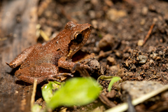 Eleutherodactylus johnstonei