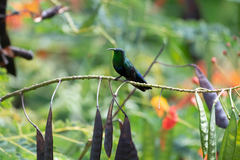 Eulampis holosericeus