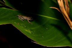 Eleutherodactylus johnstonei